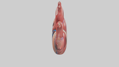 3D model Human Heart Chambers Model VR / AR / low-poly