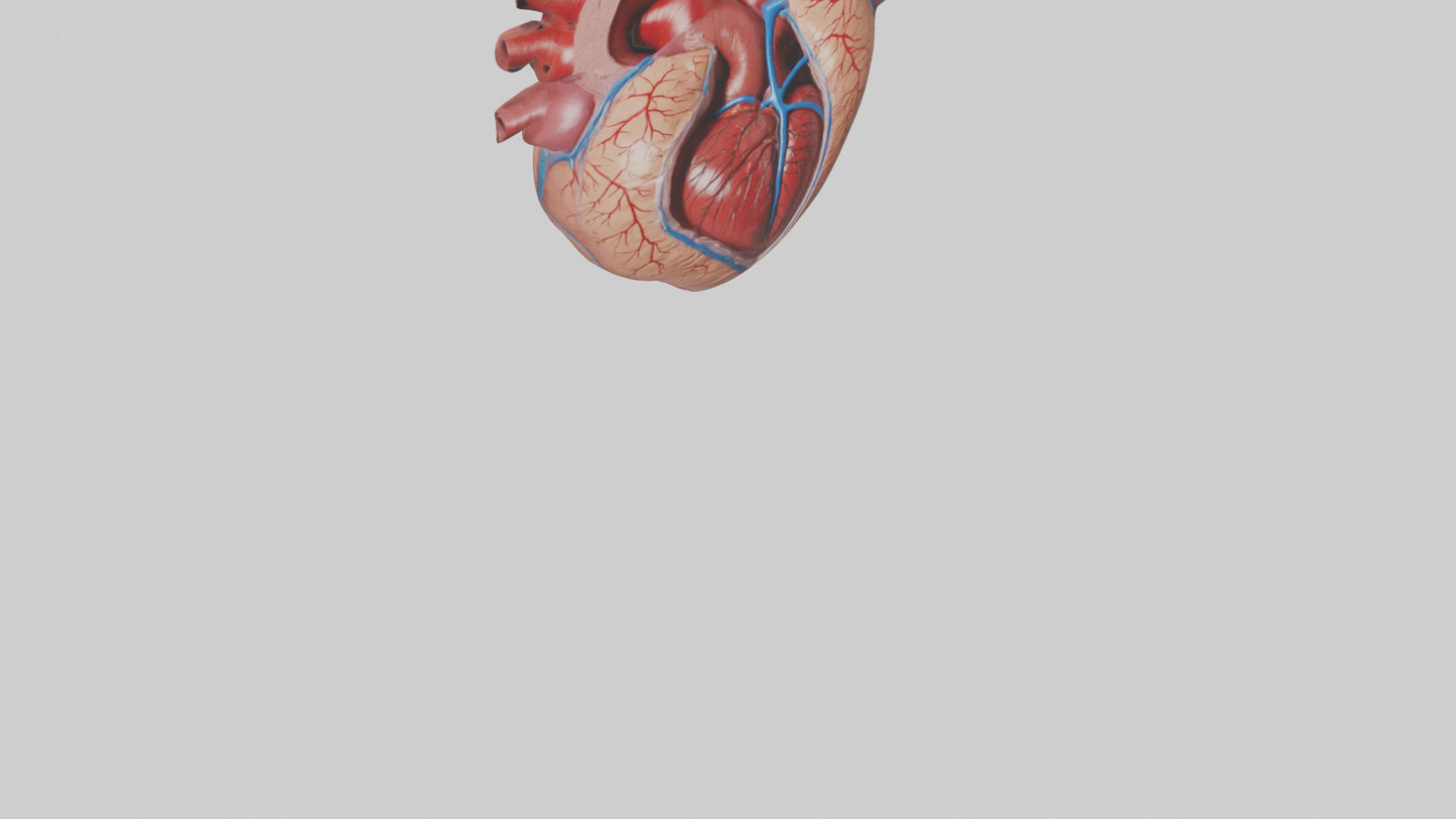 3D model Human Heart Chambers Model VR / AR / low-poly