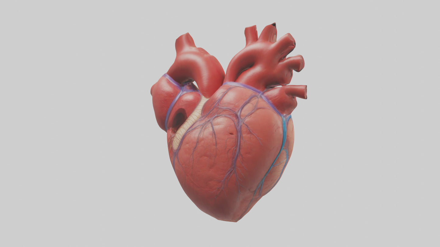 3D model Human Heart Chambers Model VR / AR / low-poly