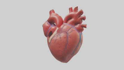 3D model Human Heart Chambers Model VR / AR / low-poly