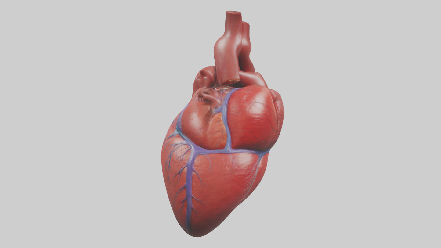 3D model Human Heart Model VR / AR / low-poly