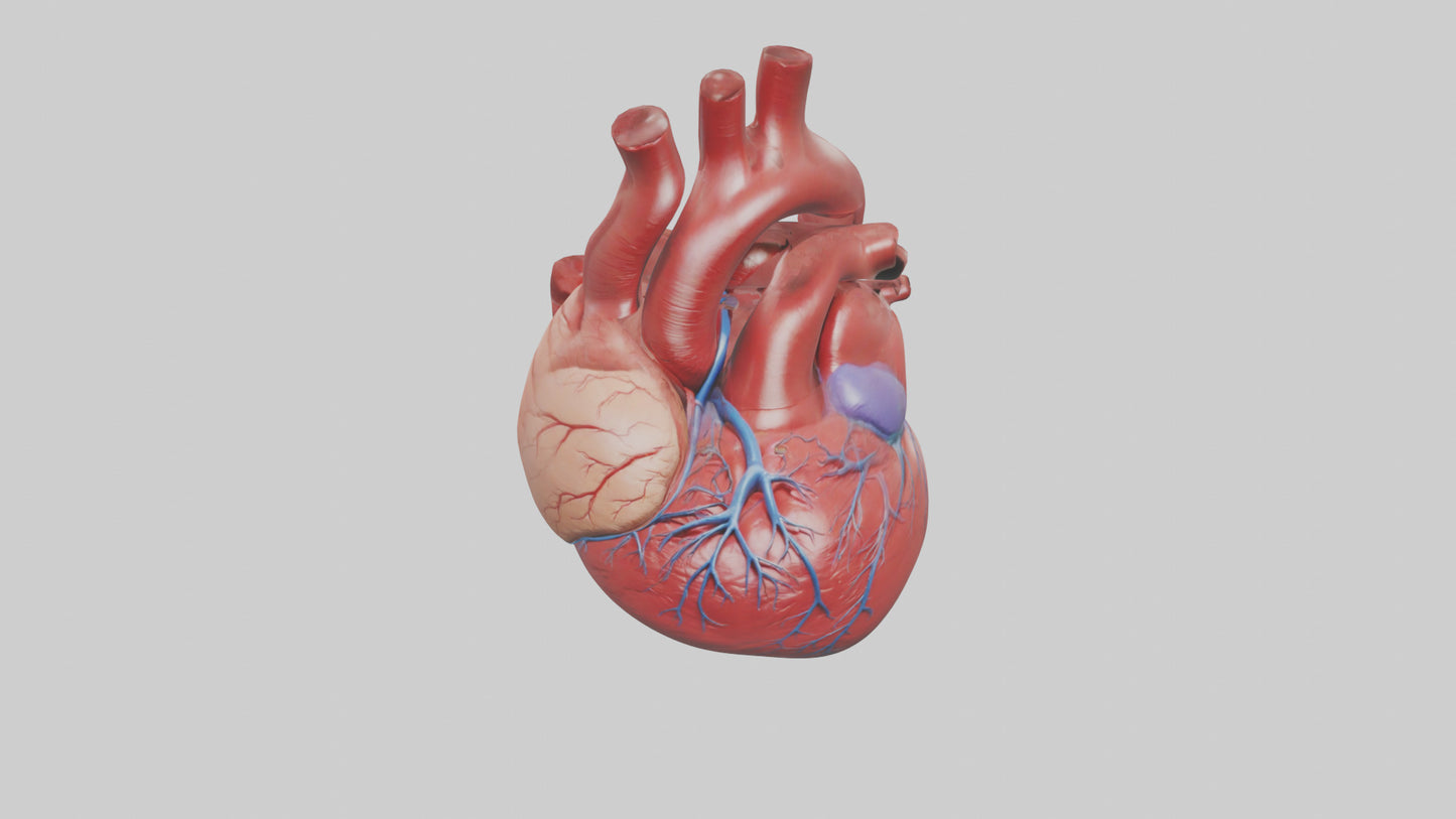 3D model Human Heart Model VR / AR / low-poly