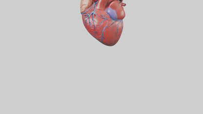 3D model Human Heart Model VR / AR / low-poly