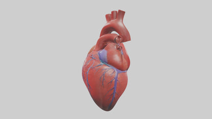 3D model Human Heart Model VR / AR / low-poly