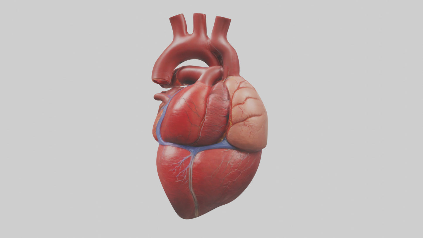 3D model Human Heart Model VR / AR / low-poly