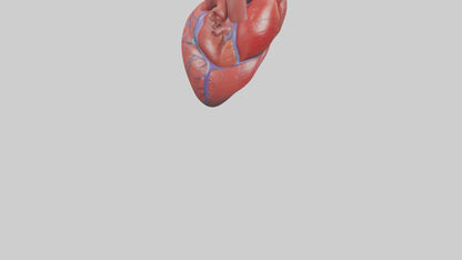 3D model Human Heart Model VR / AR / low-poly