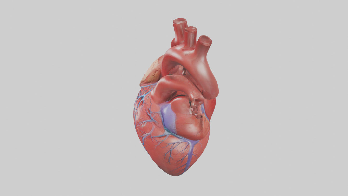 3D model Human Heart Model VR / AR / low-poly