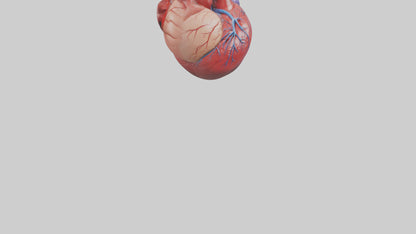 3D model Human Heart Model VR / AR / low-poly