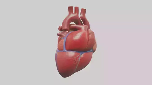 3D model Human Heart Model VR / AR / low-poly