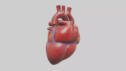 3D model Human Heart Model VR / AR / low-poly