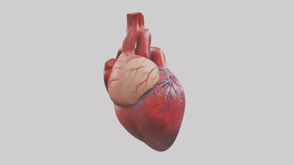3D model Human Heart Model VR / AR / low-poly