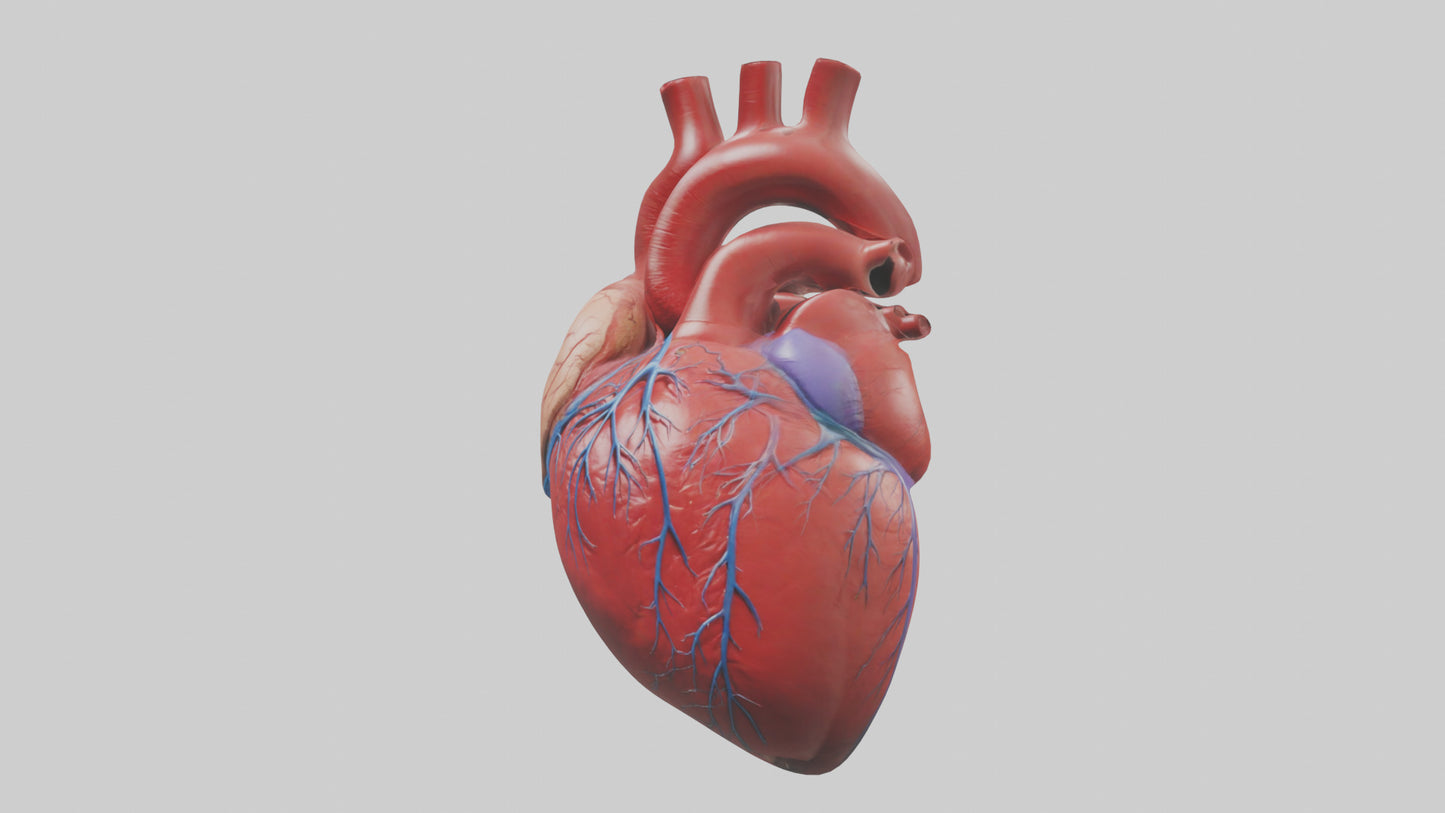 3D model Human Heart Model VR / AR / low-poly