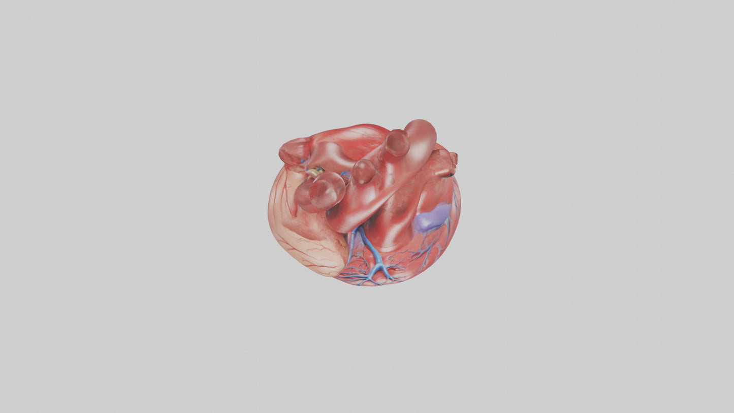 3D model Human Heart Model VR / AR / low-poly