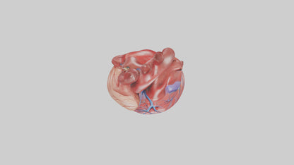 3D model Human Heart Model VR / AR / low-poly