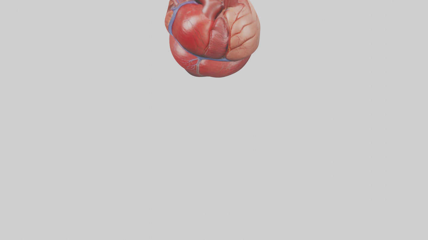 3D model Human Heart Model VR / AR / low-poly
