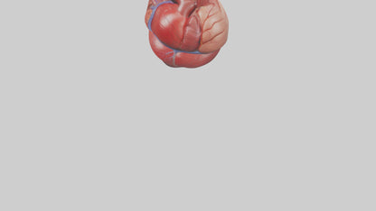 3D model Human Heart Model VR / AR / low-poly