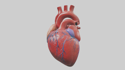 3D model Human Heart Model VR / AR / low-poly