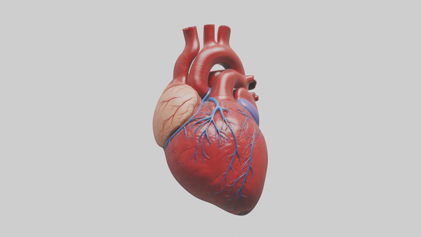 3D model Human Heart Model VR / AR / low-poly