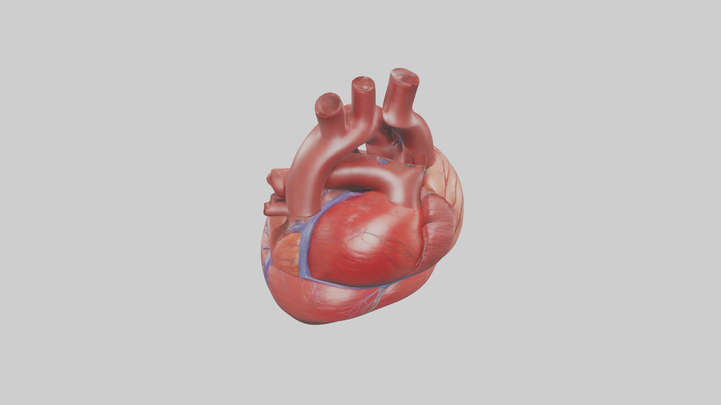 3D model Human Heart Model VR / AR / low-poly