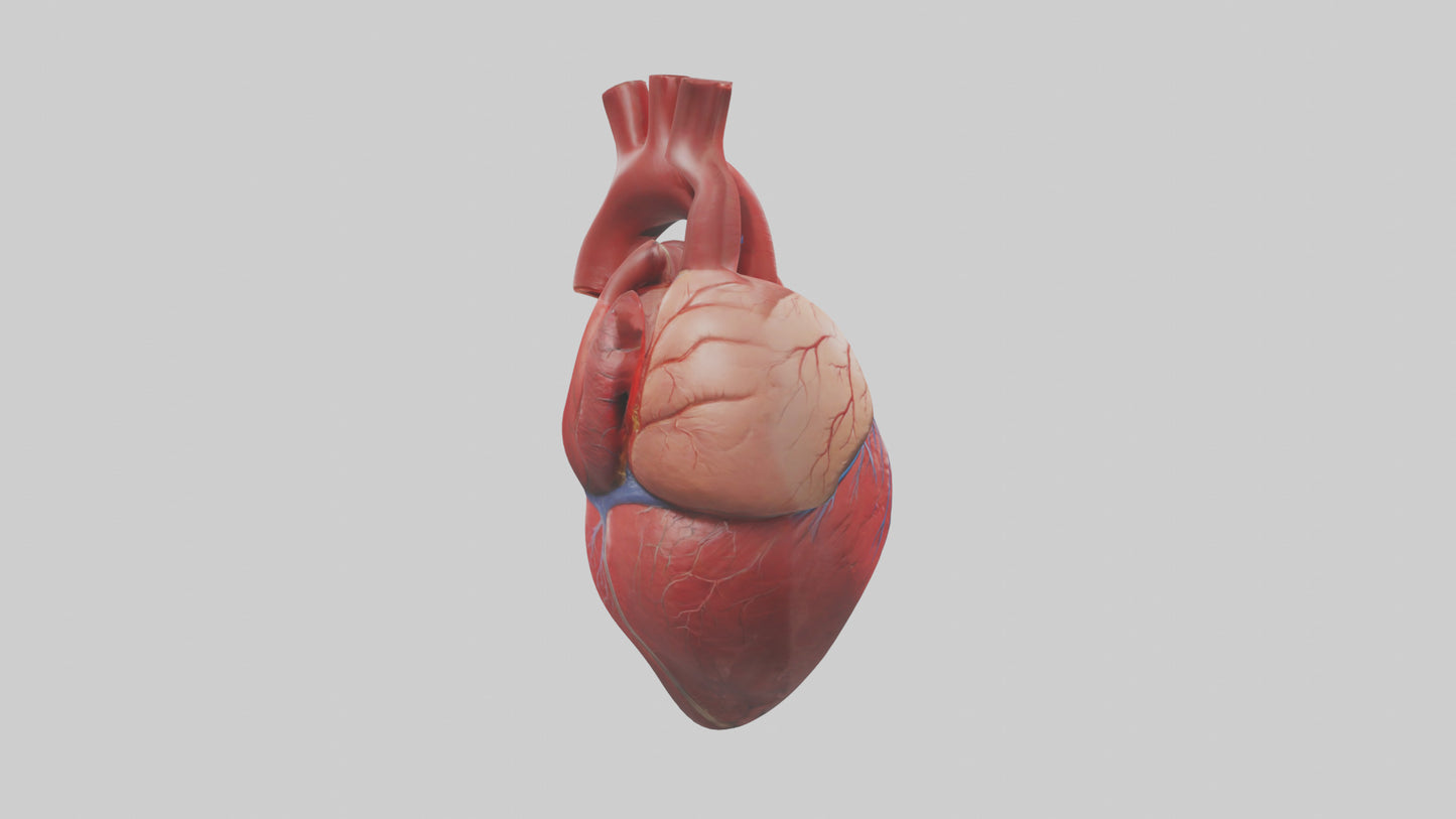 3D model Human Heart Model VR / AR / low-poly