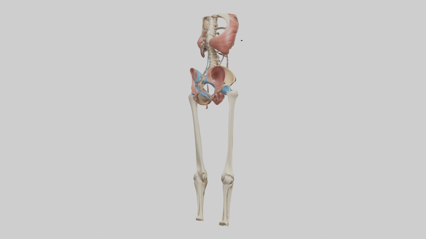 3D model Human Hip Anatomy Model VR / AR / low-poly