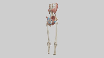 3D model Human Hip Anatomy Model VR / AR / low-poly