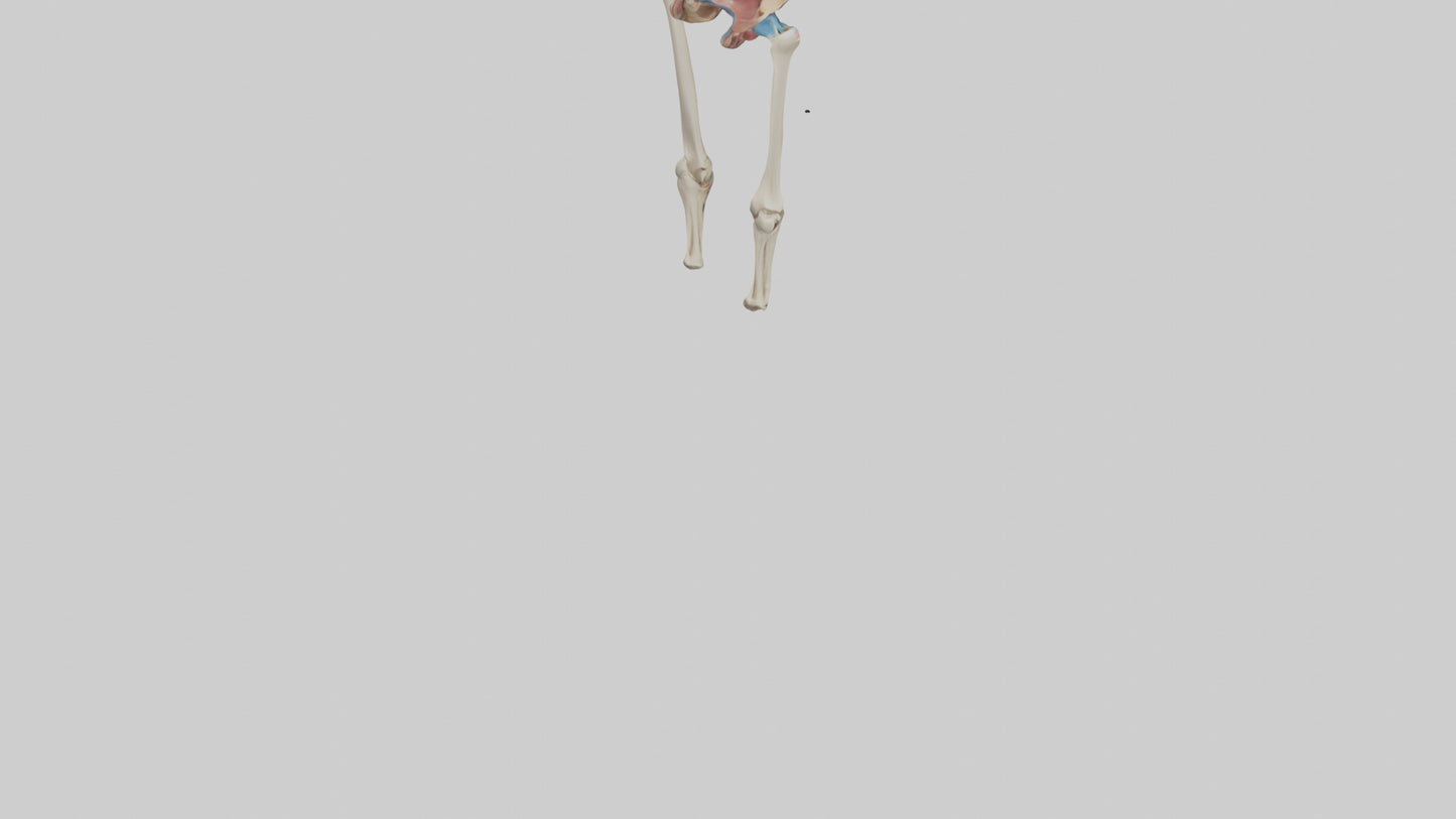 3D model Human Hip Anatomy Model VR / AR / low-poly