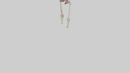 3D model Human Hip Anatomy Model VR / AR / low-poly