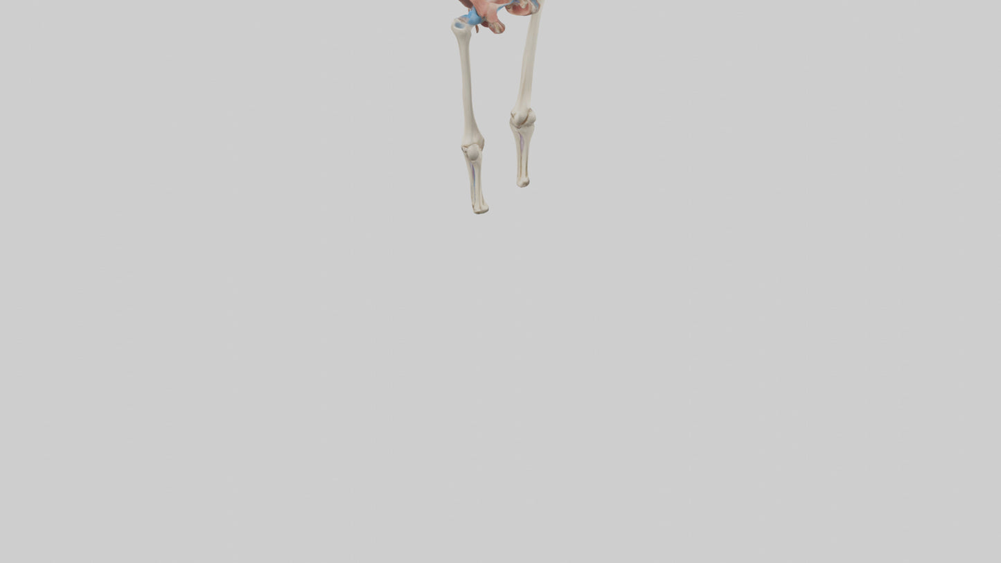 3D model Human Hip Anatomy Model VR / AR / low-poly