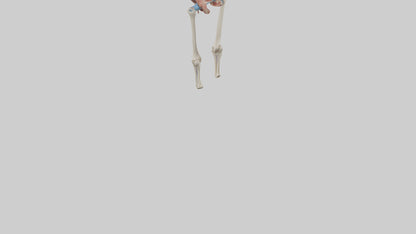 3D model Human Hip Anatomy Model VR / AR / low-poly