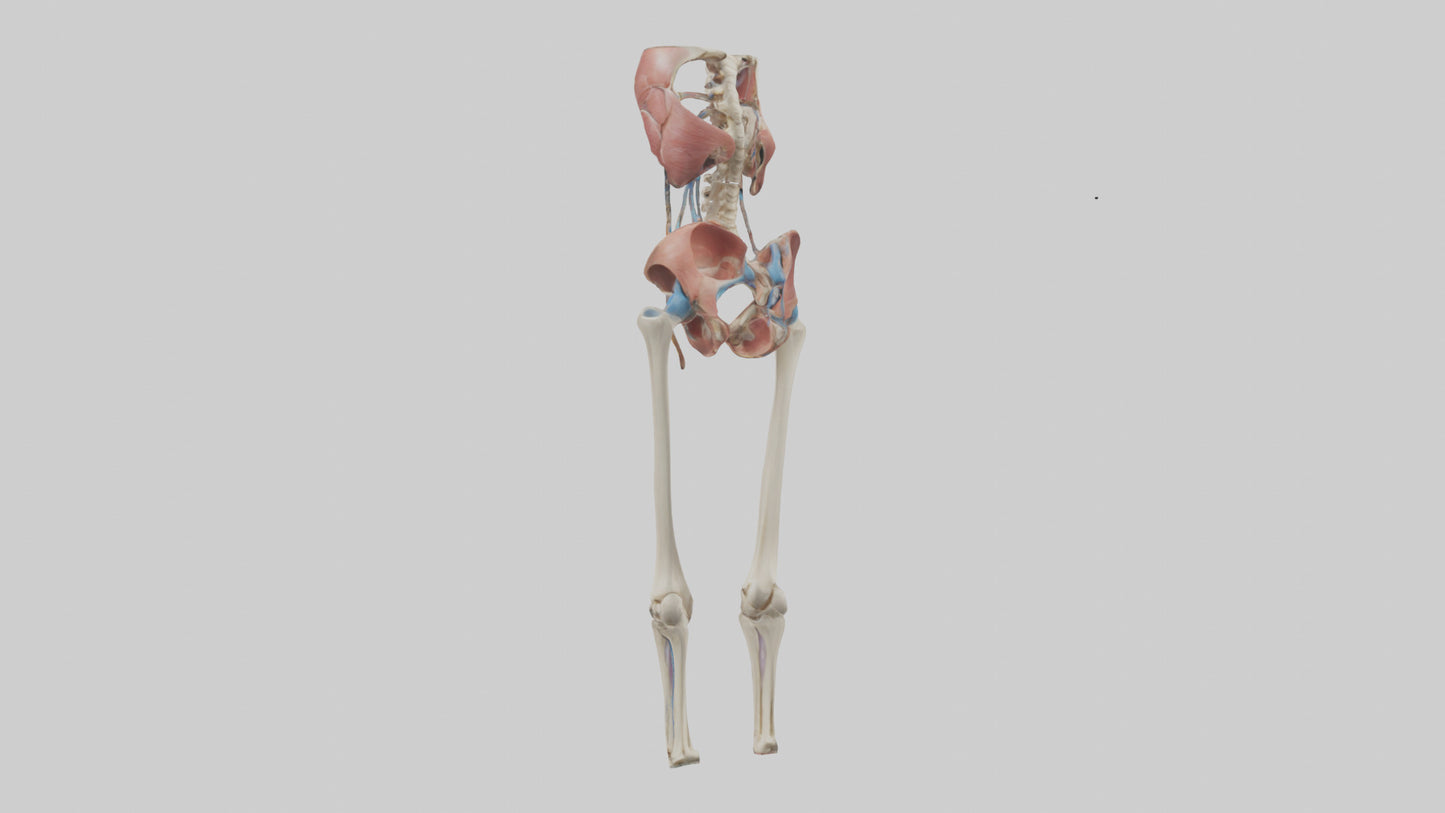 3D model Human Hip Anatomy Model VR / AR / low-poly