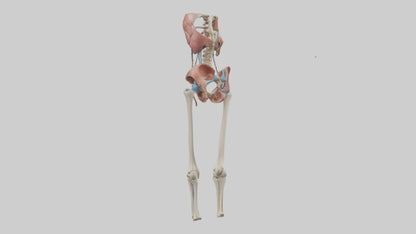 3D model Human Hip Anatomy Model VR / AR / low-poly