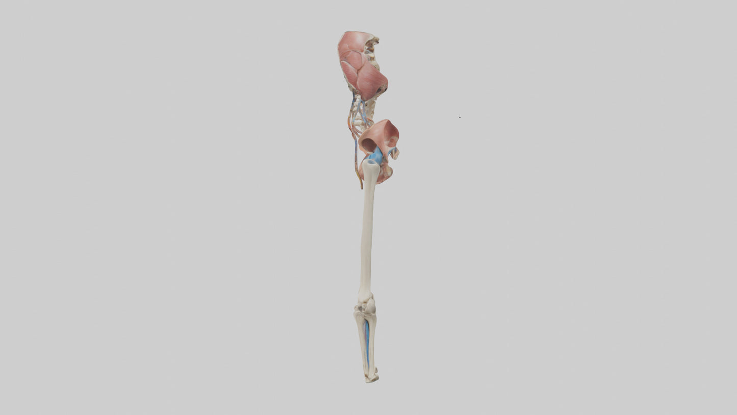 3D model Human Hip Anatomy Model VR / AR / low-poly