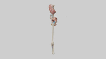 3D model Human Hip Anatomy Model VR / AR / low-poly