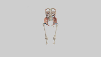 3D model Human Hip Anatomy Model VR / AR / low-poly