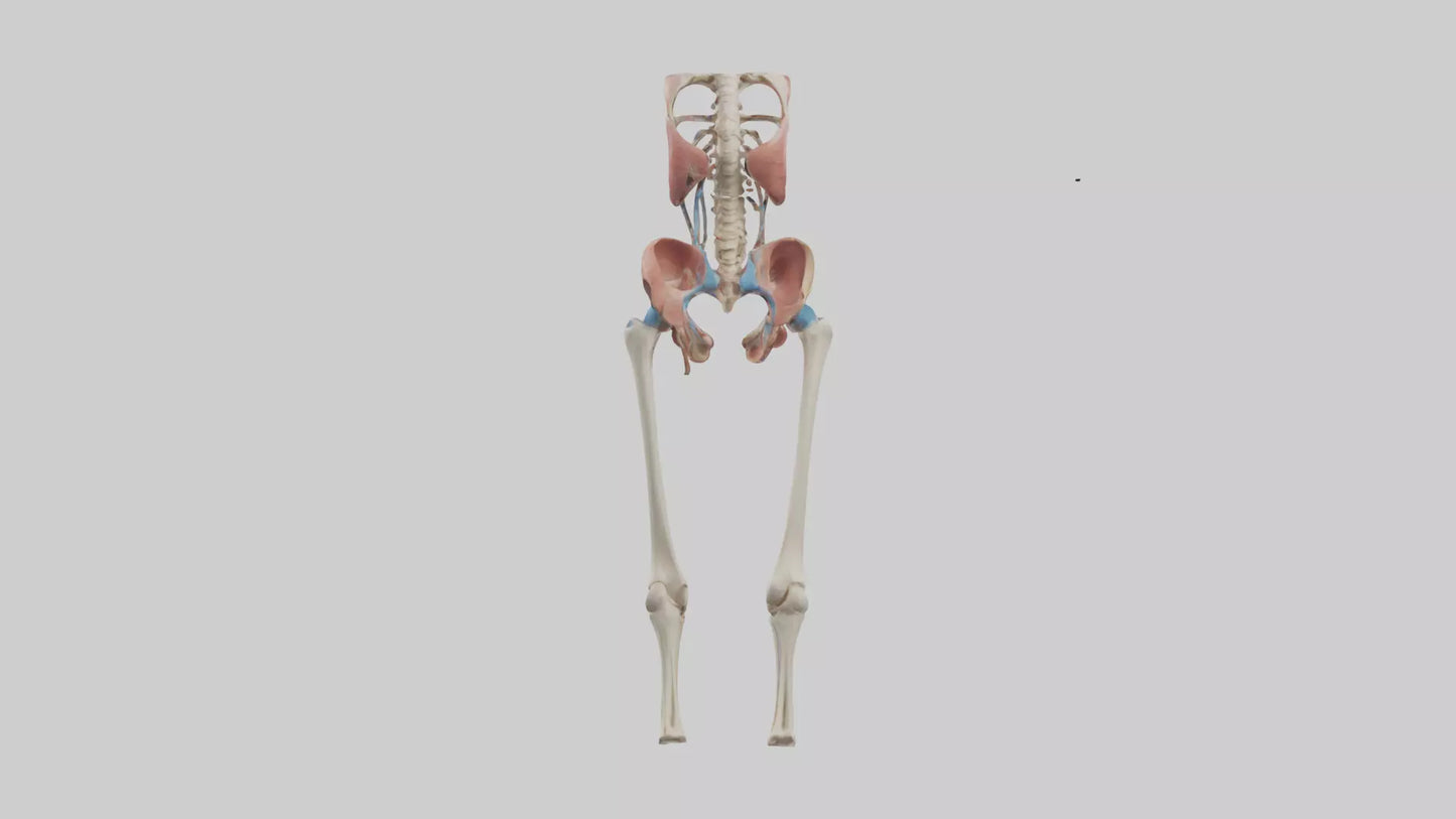 3D model Human Hip Anatomy Model VR / AR / low-poly