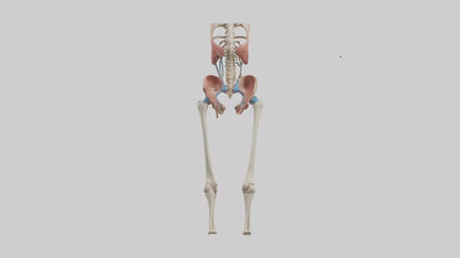 3D model Human Hip Anatomy Model VR / AR / low-poly