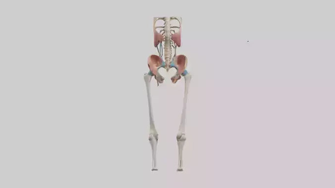 3D model Human Hip Anatomy Model VR / AR / low-poly