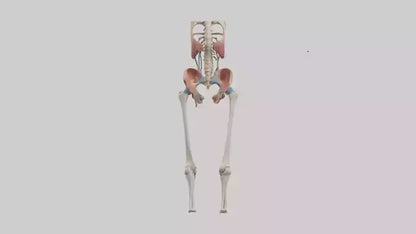 3D model Human Hip Anatomy Model VR / AR / low-poly
