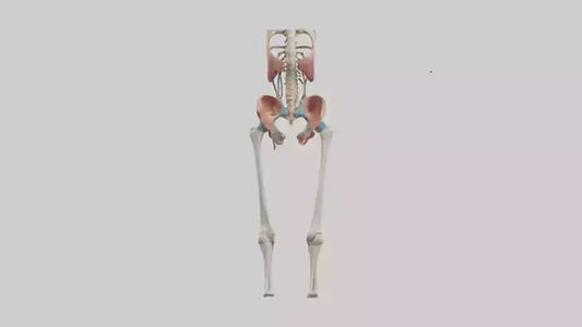 3D model Human Hip Anatomy Model VR / AR / low-poly