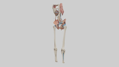 3D model Human Hip Anatomy Model VR / AR / low-poly