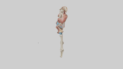 3D model Human Hip Anatomy Model VR / AR / low-poly
