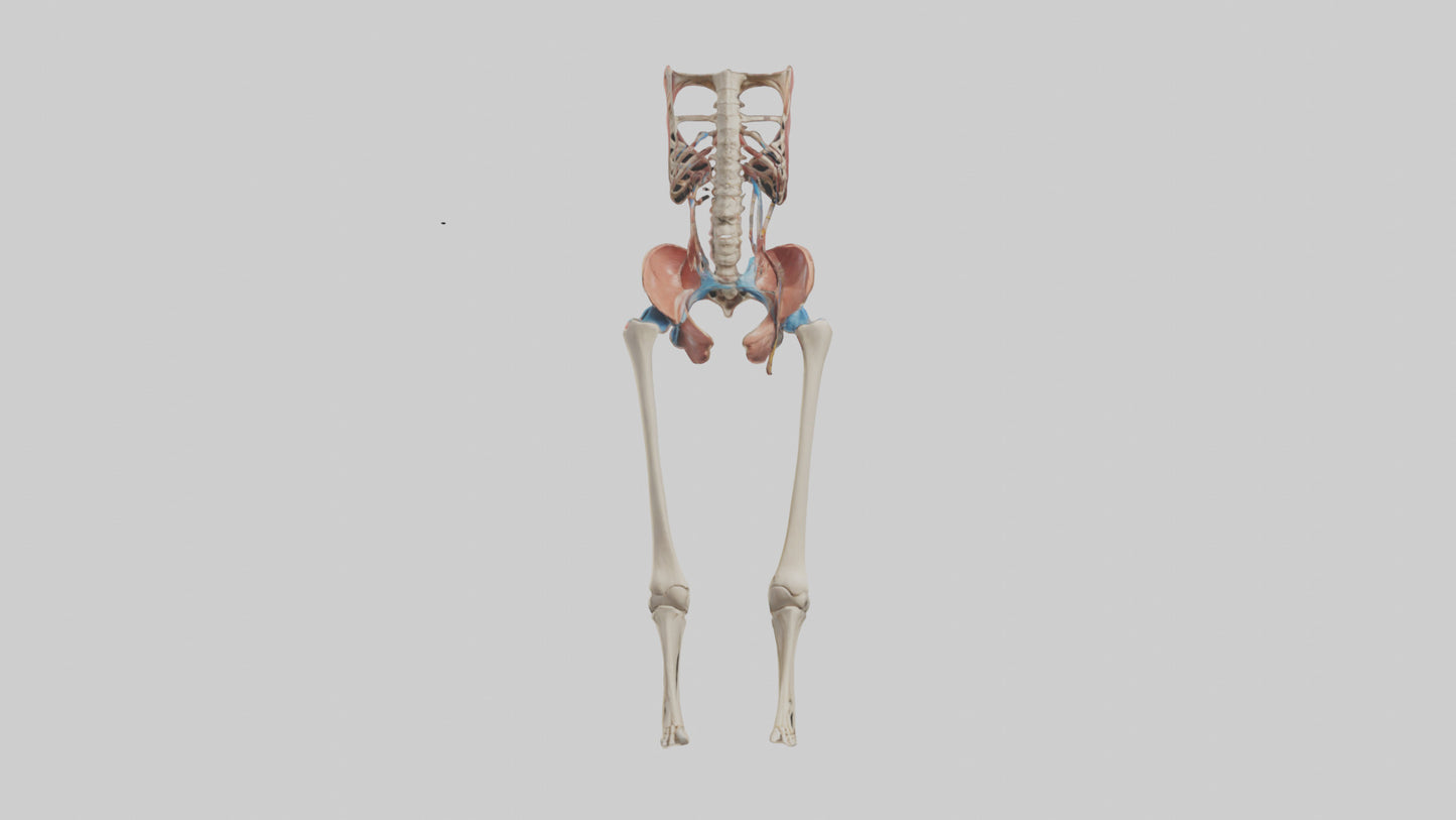 3D model Human Hip Anatomy Model VR / AR / low-poly