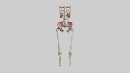 3D model Human Hip Anatomy Model VR / AR / low-poly