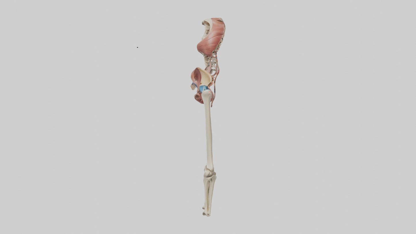 3D model Human Hip Anatomy Model VR / AR / low-poly