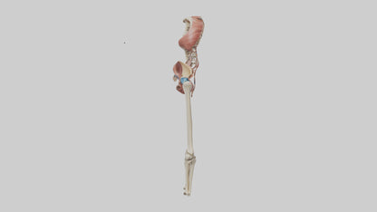 3D model Human Hip Anatomy Model VR / AR / low-poly