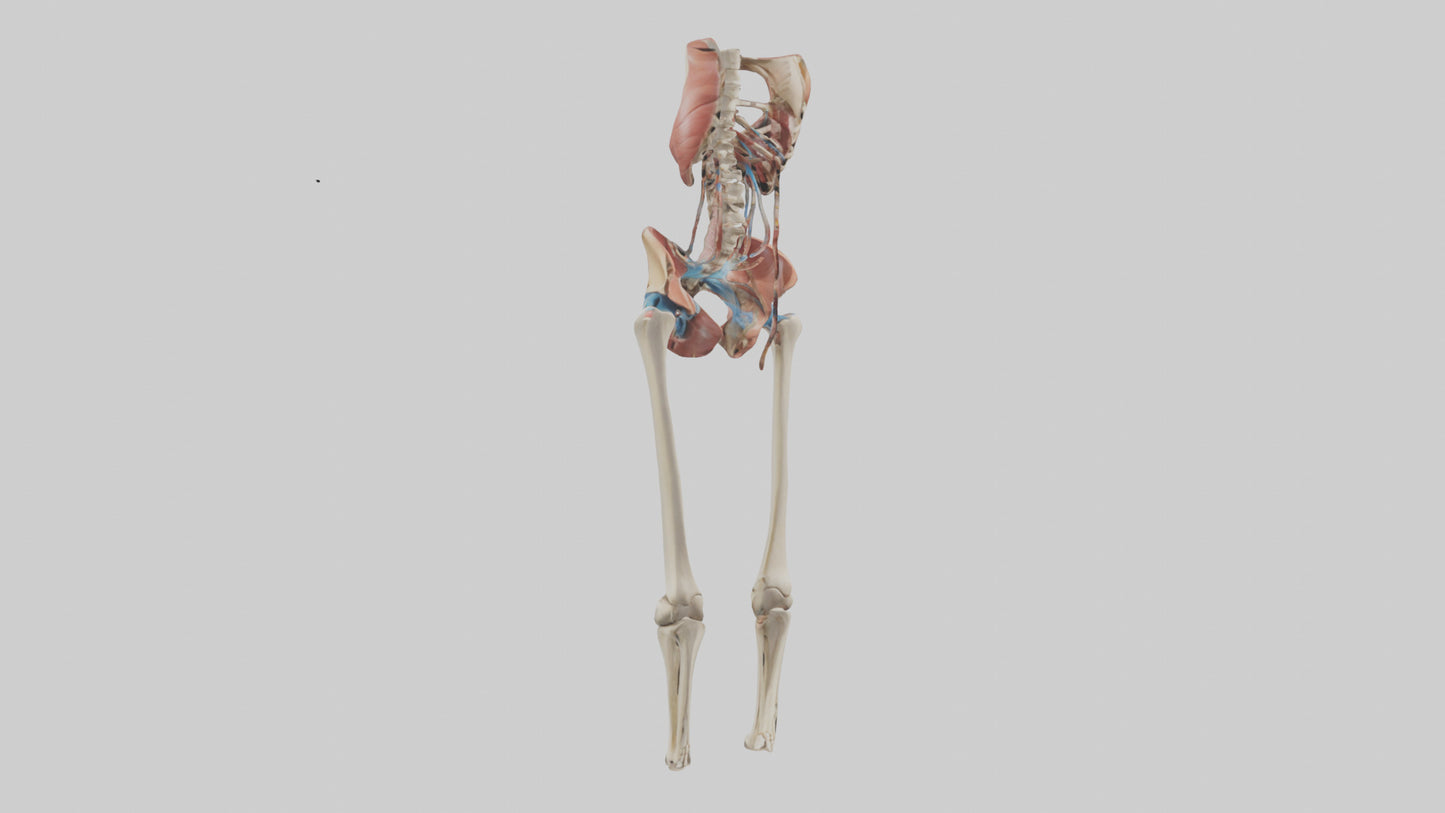 3D model Human Hip Anatomy Model VR / AR / low-poly