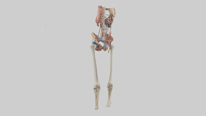 3D model Human Hip Anatomy Model VR / AR / low-poly