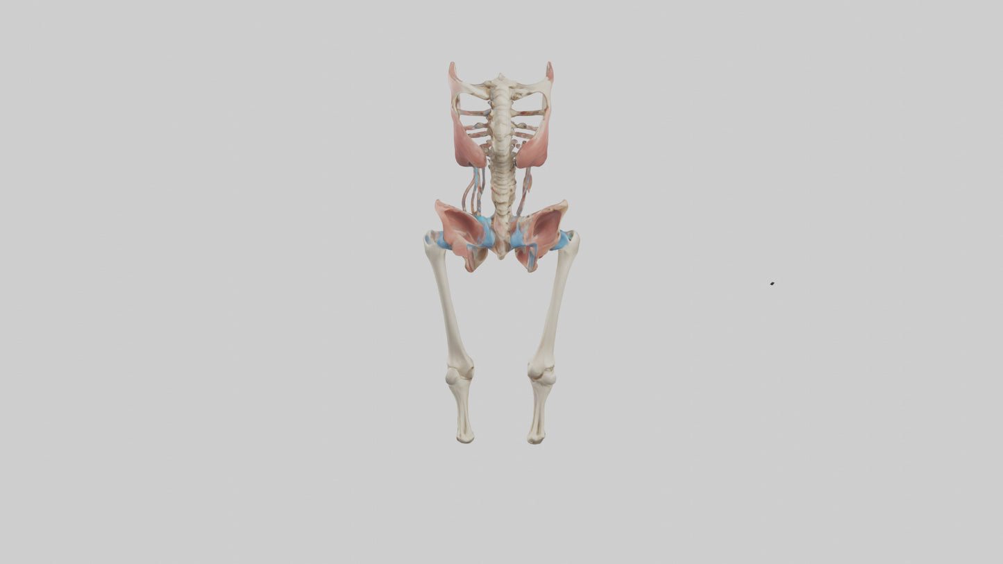 3D model Human Hip Anatomy Model VR / AR / low-poly