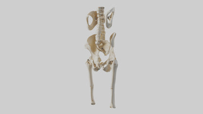3D model Human Hip Skeleton model VR / AR / low-poly